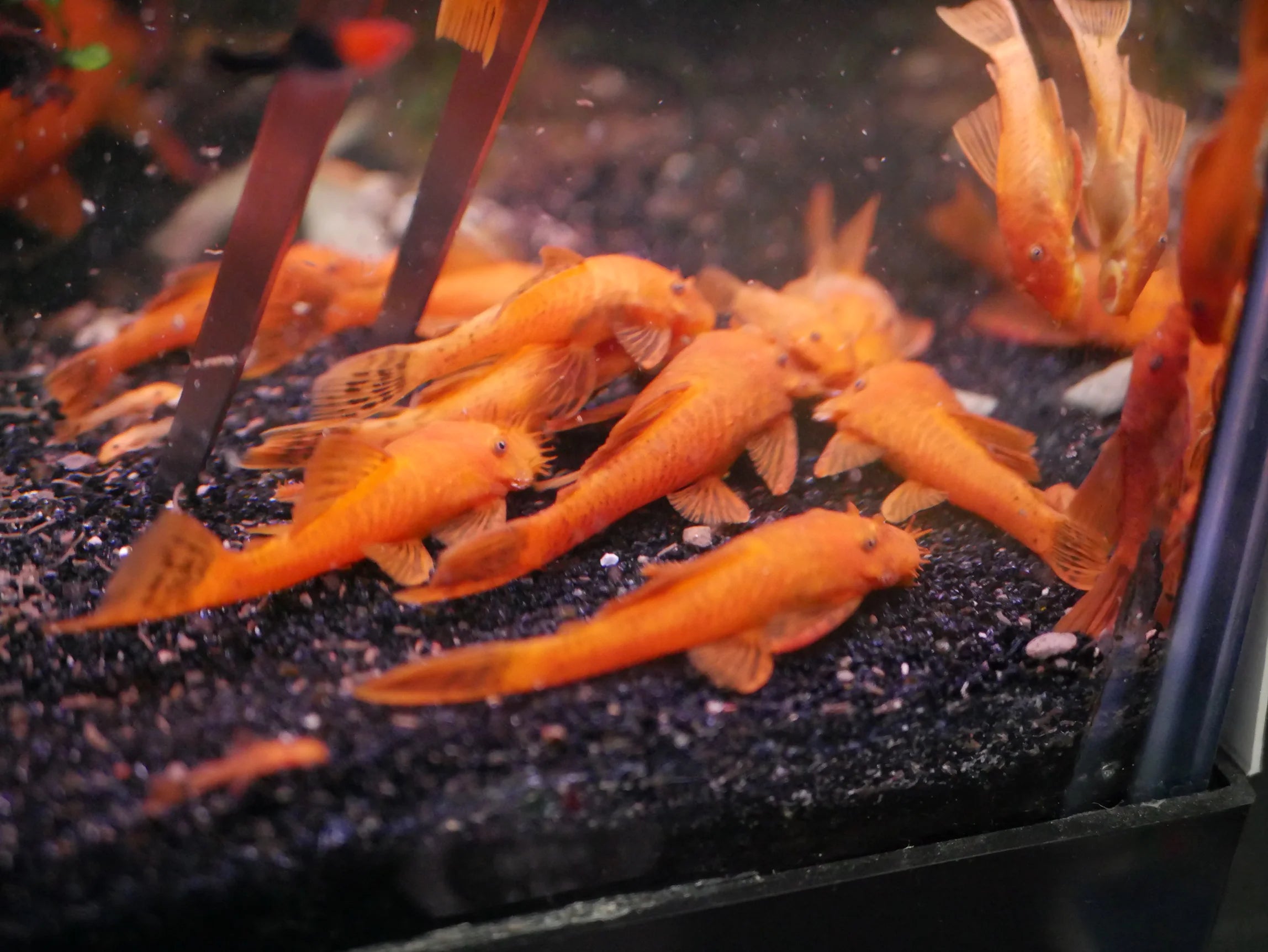 Super Red Bristlenose