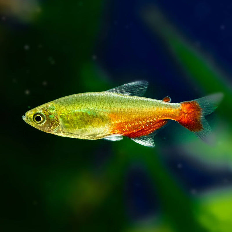 Green Fire Tetra