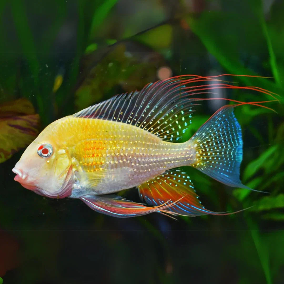 Albino Threadfin Acara