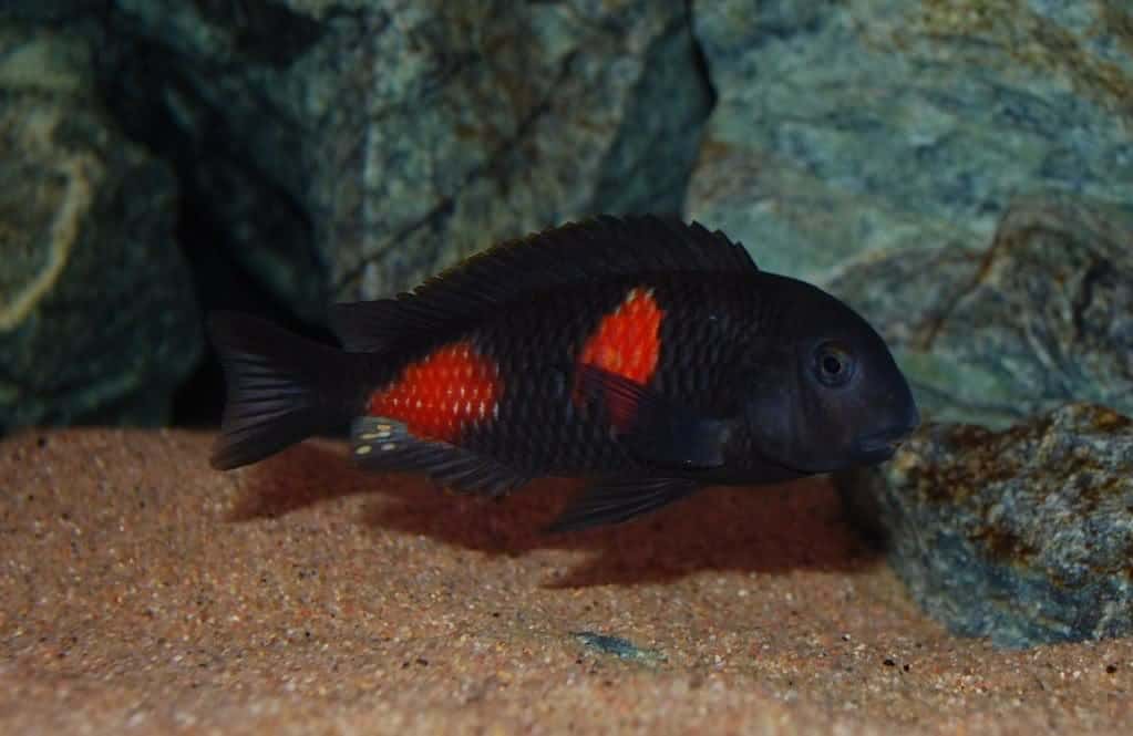 Tropheus Moorii Bulu Point (Cherry Spot)