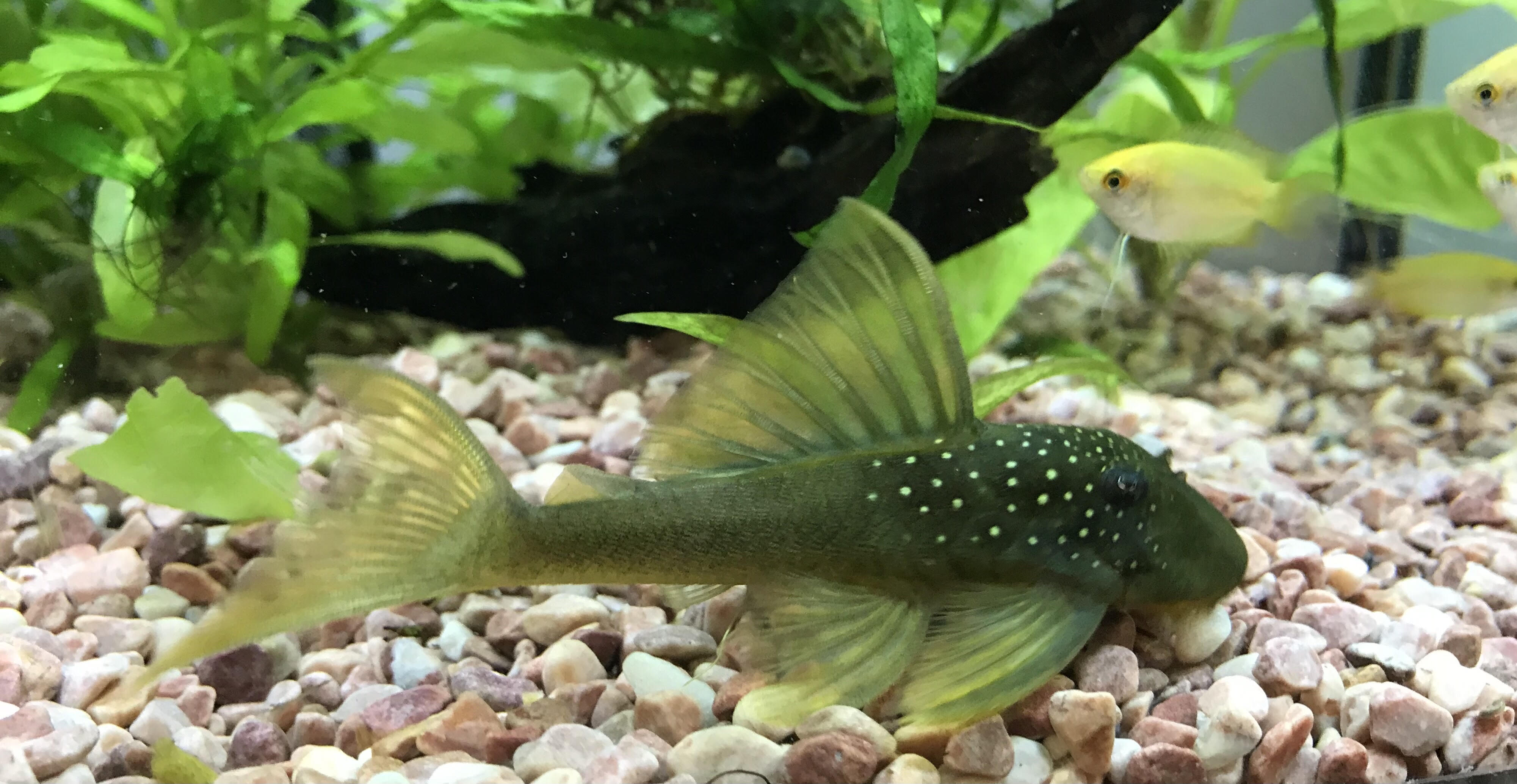 Green Phantom Pleco L200