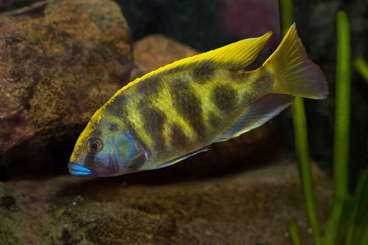 Nimbochromis Venustus (Giraffe Cichlid)