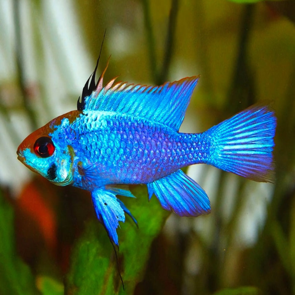 Electric Blue Ram