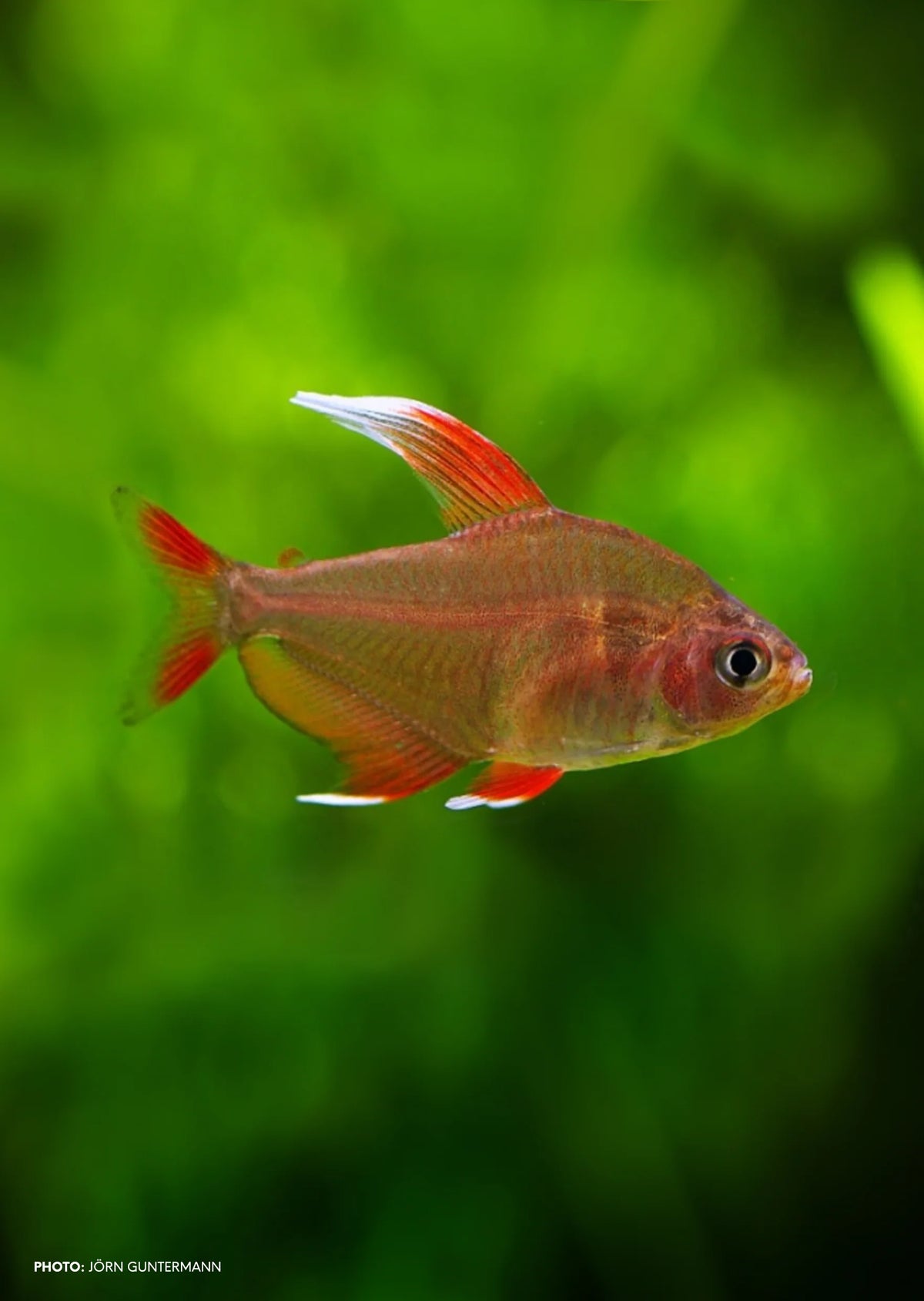 Ornate Rosy Tetra