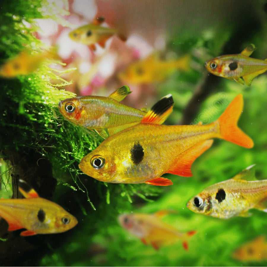 Yellow Phantom Tetra