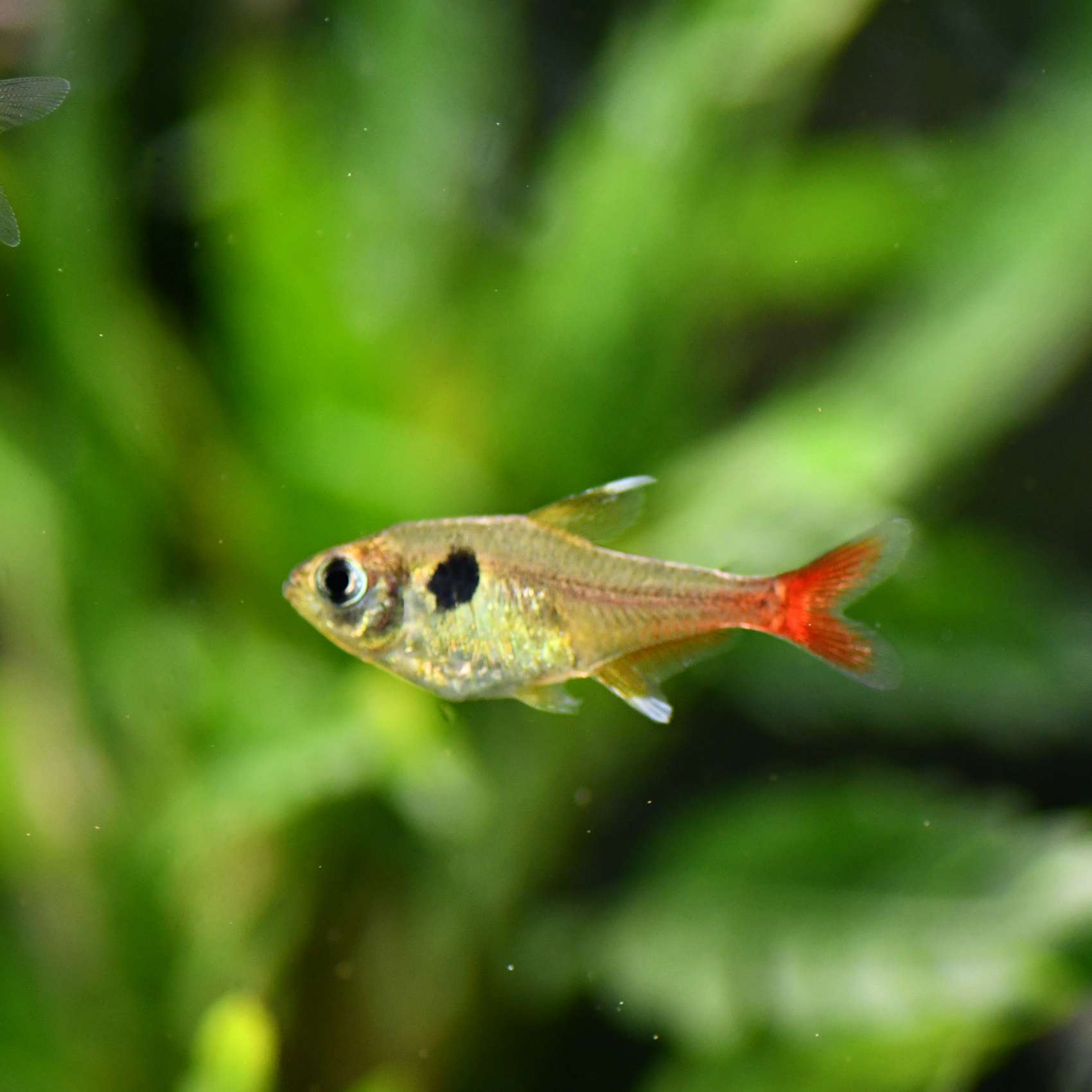 Yellow Phantom Tetra