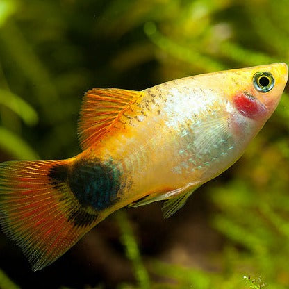 Platy (Assorted)
