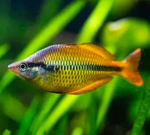 Lake Tebera Yellow Rainbowfish