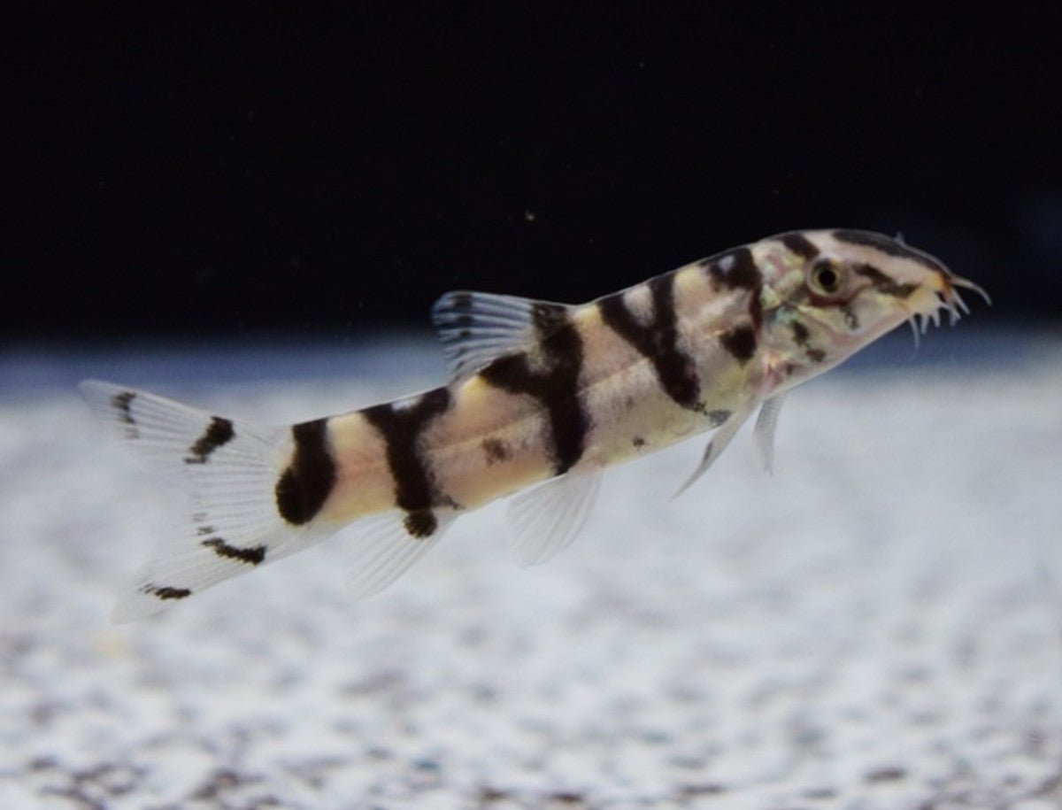 Yoyo Loach
