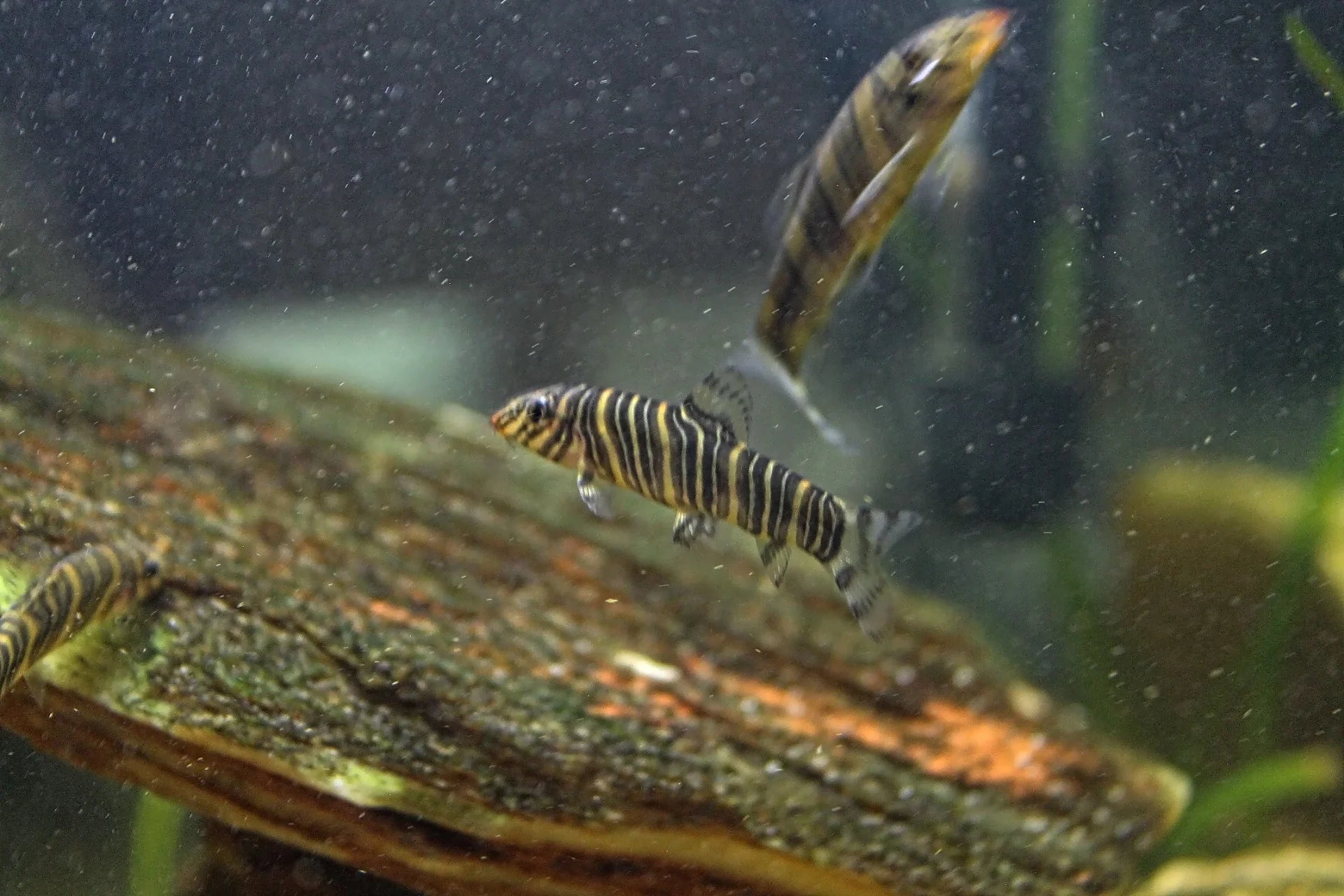 Striata Loach